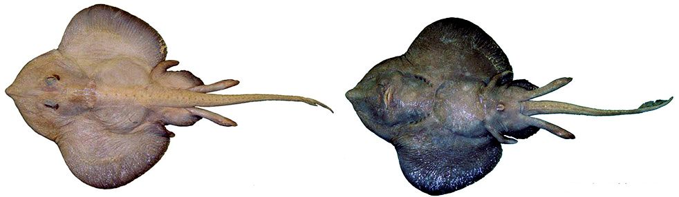 Rajella bigelowi_05.jpg